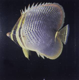 To NMNH Extant Collection (Chaetodon baronessa FIN027662B Slide 120 mm)