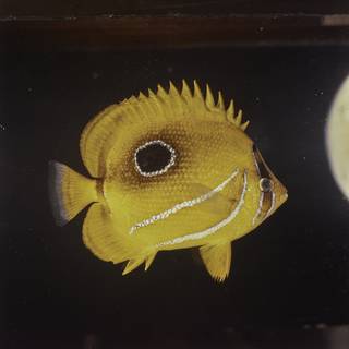 To NMNH Extant Collection (Chaetodon bennetti FIN027666 Slide 120 mm)