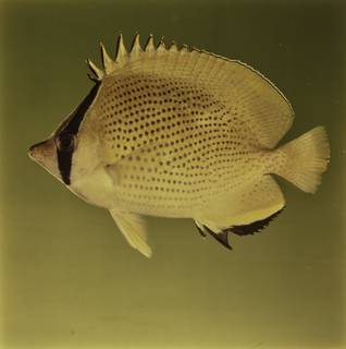To NMNH Extant Collection (Chaetodon citrinellus FIN027671 Slide 120 mm)