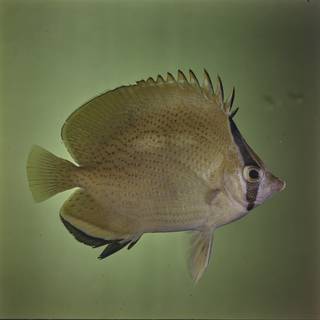 To NMNH Extant Collection (Chaetodon citrinellus FIN027672 Slide 120 mm)