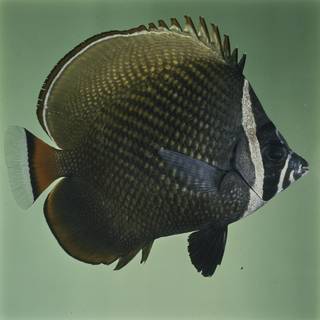 To NMNH Extant Collection (Chaetodon collare FIN027676 Slide 120 mm)