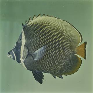 To NMNH Extant Collection (Chaetodon collare FIN027677 Slide 120 mm)
