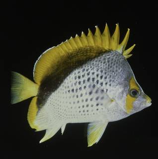 To NMNH Extant Collection (Chaetodon declivis FIN027680 Slide 120 mm)