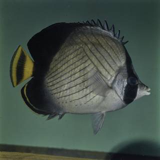 To NMNH Extant Collection (Chaetodon decussatus FIN027682 Slide 120 mm)