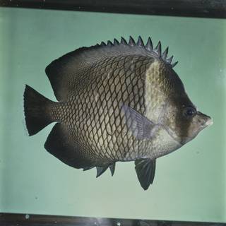 To NMNH Extant Collection (Chaetodon dialeucos FIN027683 Slide 120 mm)