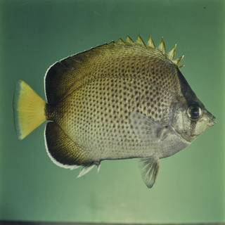 To NMNH Extant Collection (Chaetodon dolosus FIN027684 Slide 120 mm)