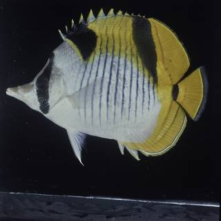 To NMNH Extant Collection (Chaetodon falcula FIN027688 Slide 120 mm)