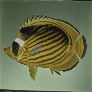 To NMNH Extant Collection (Chaetodon fasciatus FIN027689 Slide 120 mm)
