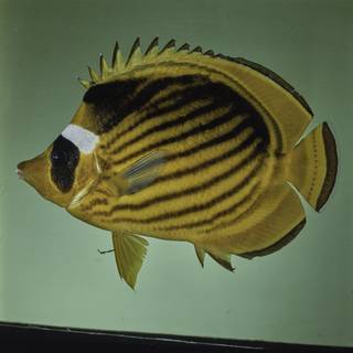 To NMNH Extant Collection (Chaetodon fasciatus FIN027690 Slide 120 mm)