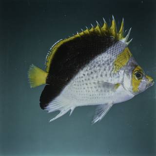 To NMNH Extant Collection (Chaetodon flavocoronatus FIN027692 Slide 120 mm)