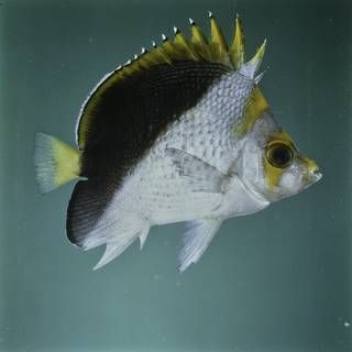 To NMNH Extant Collection (Chaetodon flavocoronatus FIN027693 Slide 120 mm)