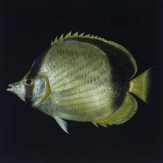 To NMNH Extant Collection (Chaetodon gardineri FIN027695 Slide 120 mm)