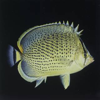 To NMNH Extant Collection (Chaetodon guttatissimus FIN027697 Slide 120 mm)