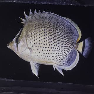 To NMNH Extant Collection (Chaetodon guttatissimus FIN027698 Slide 120 mm)