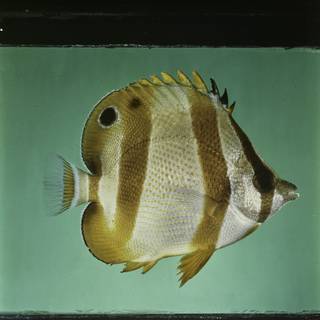 To NMNH Extant Collection (Chaetodon hoefleri FIN027699 Slide 120 mm)