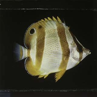 To NMNH Extant Collection (Chaetodon hoefleri FIN027699B Slide 120 mm)
