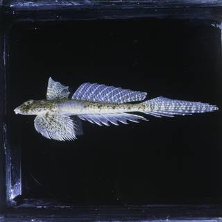To NMNH Extant Collection (Callionymus decoratus FIN027349 Slide 120 mm)