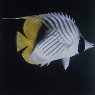 To NMNH Extant Collection (Chaetodon auriga FIN027654 Slide 120 mm)