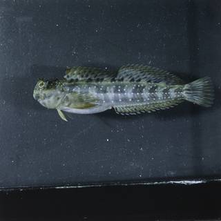 To NMNH Extant Collection (Istiblennius meleagris FIN027047 Slide 120 mm)