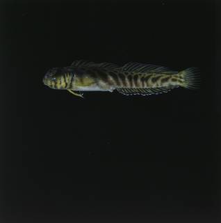 To NMNH Extant Collection (Omobranchus FIN027090 Slide 120 mm)
