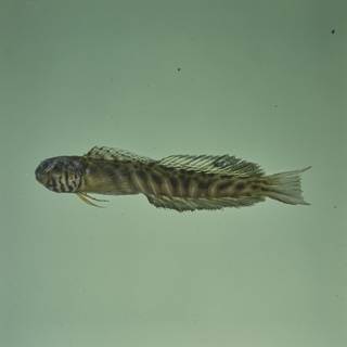To NMNH Extant Collection (Omobranchus obliquus FIN027097 Slide 120 mm)