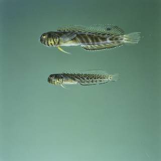 To NMNH Extant Collection (Omobranchus obliquus FIN027098 Slide 120 mm)