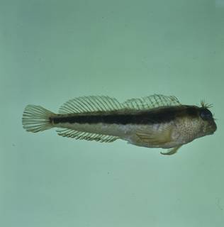 To NMNH Extant Collection (Parablennius laticlavius FIN027105 Slide 120 mm)