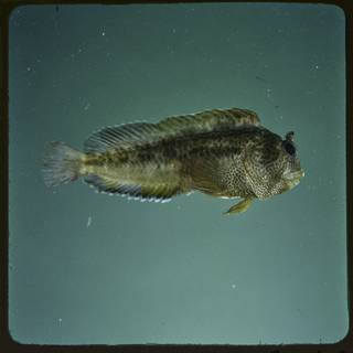 To NMNH Extant Collection (Parablennius thysanius FIN027112B Slide 120 mm)