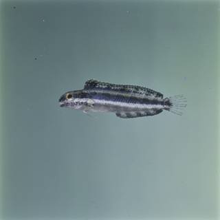 To NMNH Extant Collection (Petroscirtes breviceps FIN027122 Slide 120 mm)
