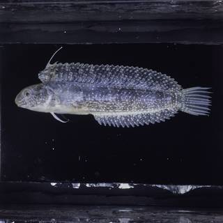 To NMNH Extant Collection (Petroscirtes lupus FIN027124 Slide 120 mm)