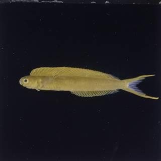To NMNH Extant Collection (Plagiotremus laudandus FIN027143 Slide 120 mm)