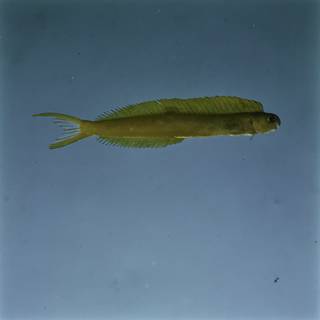 To NMNH Extant Collection (Plagiotremus flavus FIN027145 Slide 120 mm)