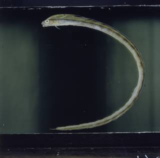 To NMNH Extant Collection (Xiphasia setifer FIN027207 Slide 120 mm)