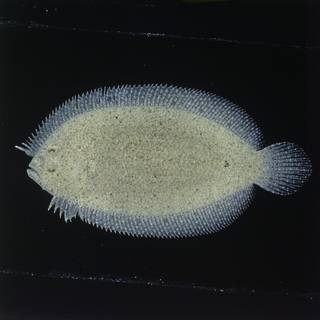 To NMNH Extant Collection (Arnoglossus FIN027218 Slide 120 mm)