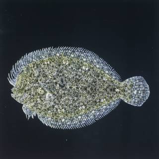 To NMNH Extant Collection (Engyprosopon macrolepis FIN027259 Slide 120 mm)