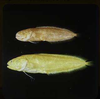 To NMNH Extant Collection (Dinematichthys FIN027281 Slide 120 mm)