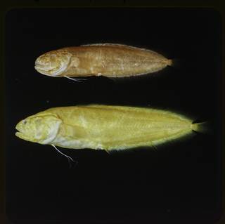 To NMNH Extant Collection (Dinematichthys FIN027281B Slide 120 mm)