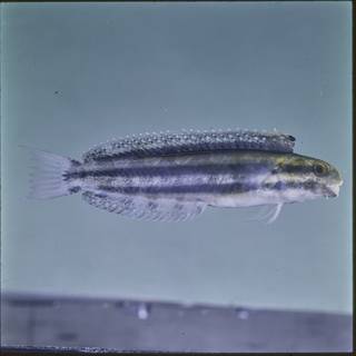 To NMNH Extant Collection (Petroscirtes breviceps FIN027123 Slide 120 mm)
