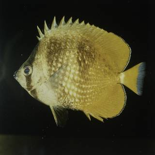 To NMNH Extant Collection (Chaetodon kleinii FIN027701 Slide 120 mm)