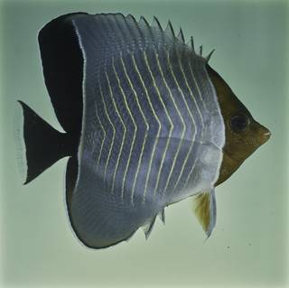 To NMNH Extant Collection (Chaetodon larvatus FIN027703 Slide 120 mm)