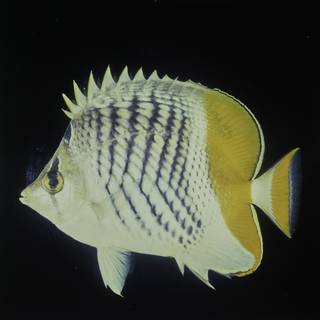 To NMNH Extant Collection (Chaetodon madagaskariensis FIN027716 Slide 120 mm)