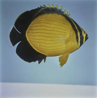 To NMNH Extant Collection (Chaetodon melapterus FIN027721 Slide 120 mm)