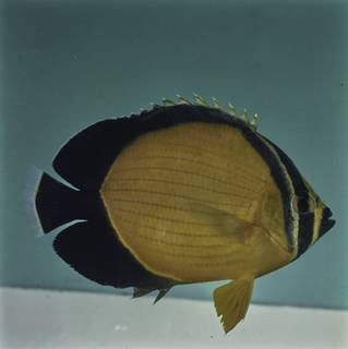 To NMNH Extant Collection (Chaetodon melapterus FIN027722 Slide 120 mm)