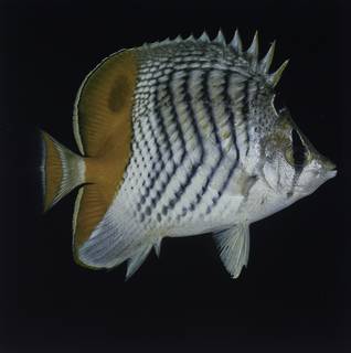 To NMNH Extant Collection (Chaetodon mertensii FIN027723 Slide 120 mm)