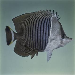 To NMNH Extant Collection (Chaetodon mesoleucos FIN027727 Slide 120 mm)