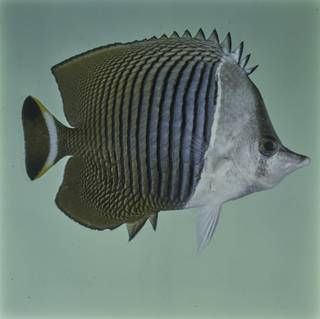 To NMNH Extant Collection (Chaetodon mesoleucos FIN027727B Slide 120 mm)