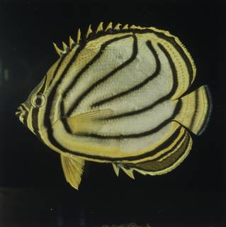 To NMNH Extant Collection (Chaetodon meyeri FIN027728 Slide 120 mm)