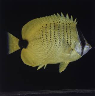 To NMNH Extant Collection (Chaetodon miliaris FIN027730 Slide 120 mm)