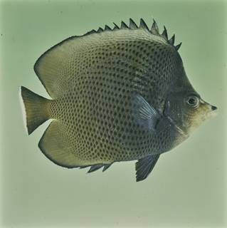 To NMNH Extant Collection (Chaetodon nigropunctatus FIN027734 Slide 120 mm)