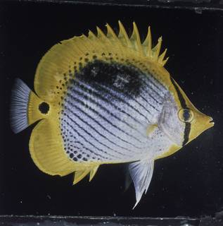 To NMNH Extant Collection (Chaetodon ocellicaudus FIN027737 Slide 120 mm)